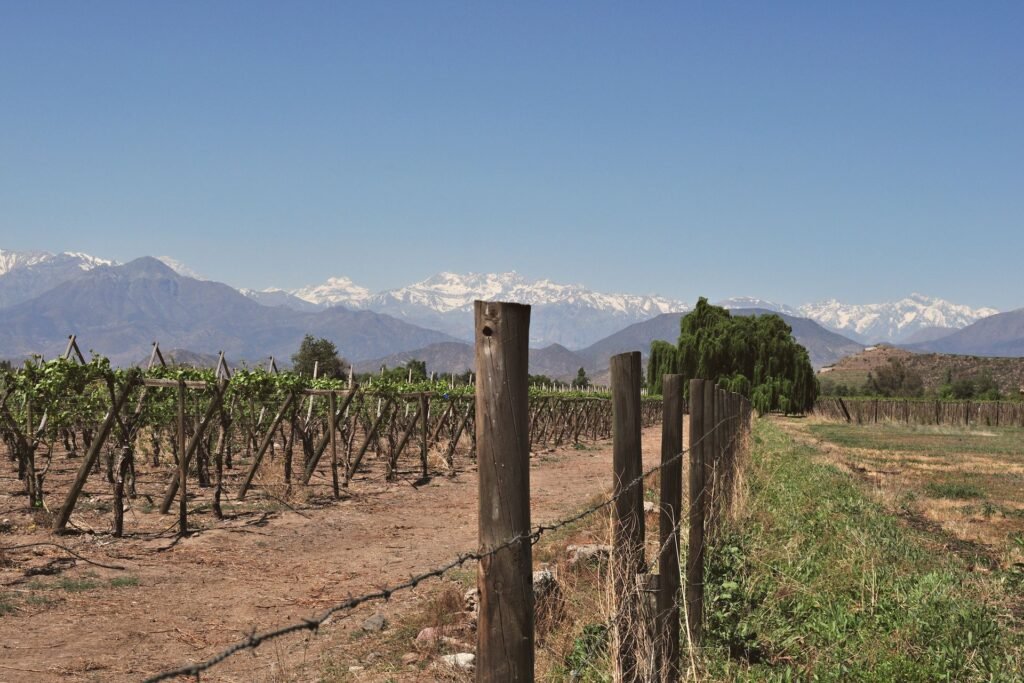 Viñedos de Santiago de Chile con la cordillera de los Andes al fondo